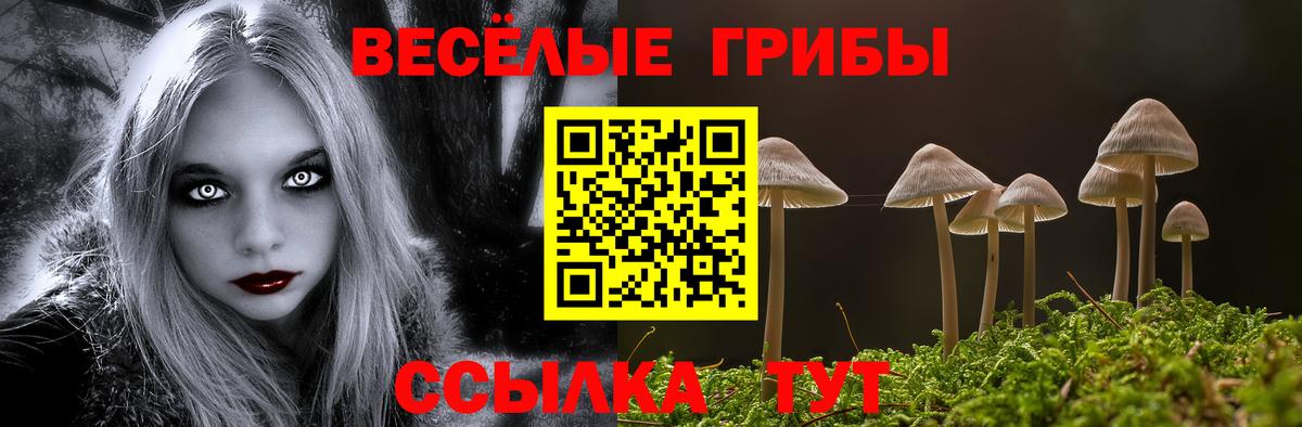 Галлюциногенные грибы Psilocybe Михайловск
